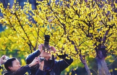 蜡梅
