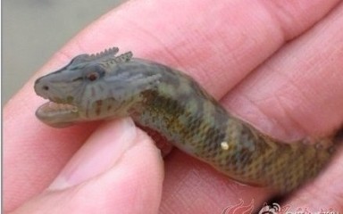 捕获