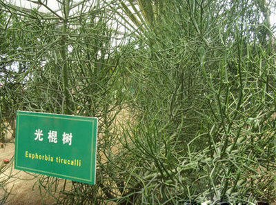 垂下