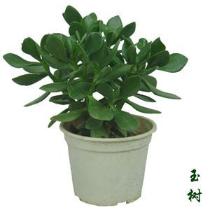 玉树