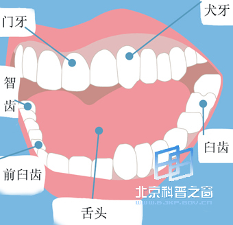 牙齿