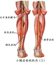 小腿