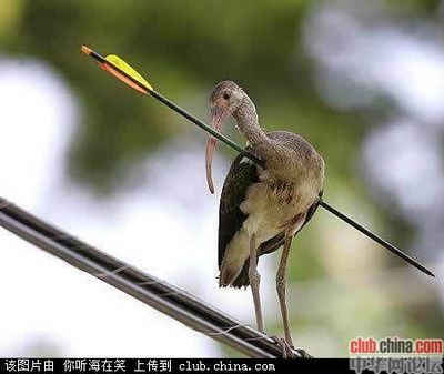 射中