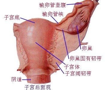生理