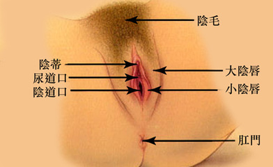 生殖