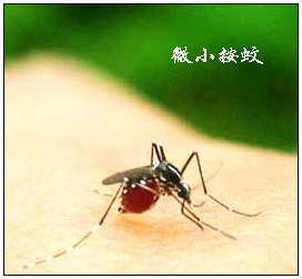 微小