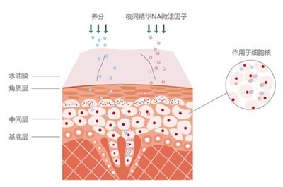 吸收