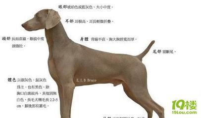 猎犬