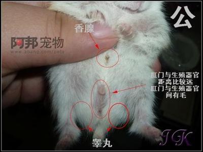 分辨