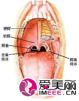 喉咙