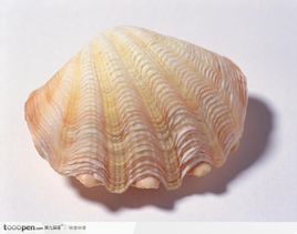蚌壳