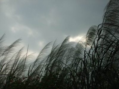 苍茫