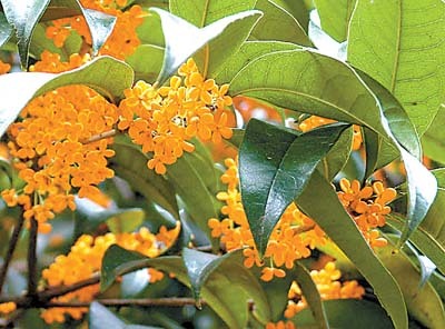 桂树