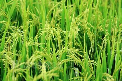 禾苗