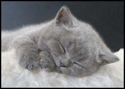 猫咪