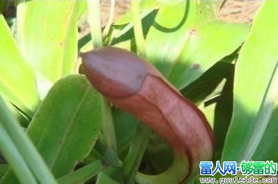 莫非