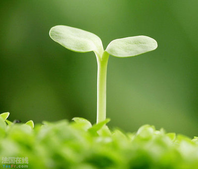 嫩芽