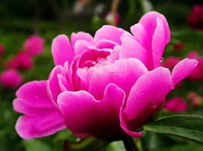 芍药