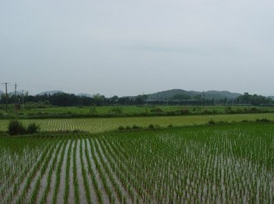 水田