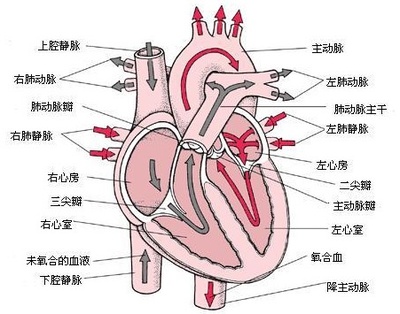 心肺