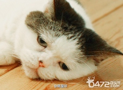 惺忪