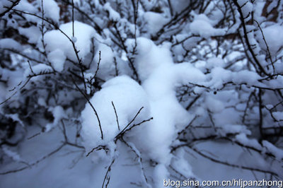 雪的