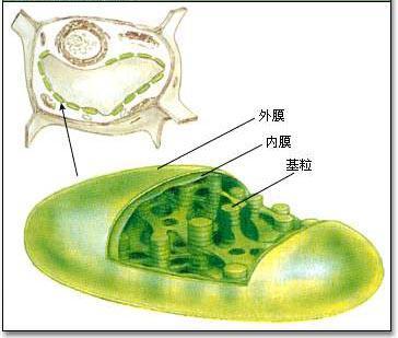 叶绿