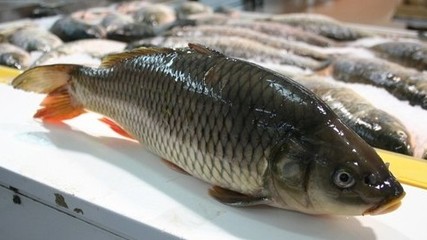 鱼鳞
