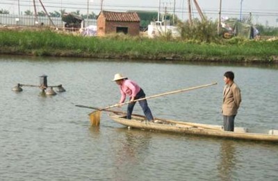 竹篙