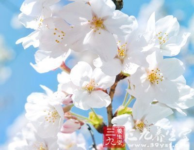 白梅