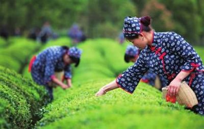 采茶