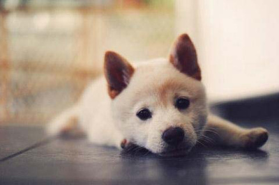 狗狗
