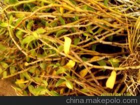 黄草