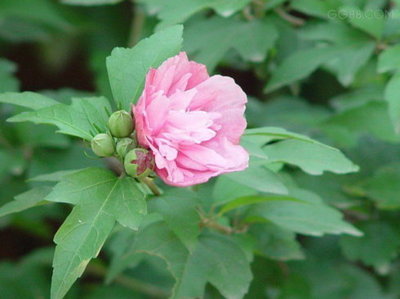 木槿