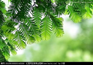 杉树