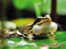 蛙鸣