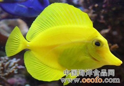 鱼类