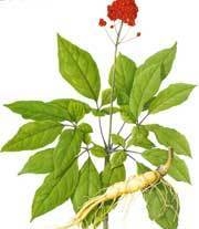 百草