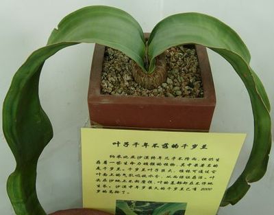 百岁