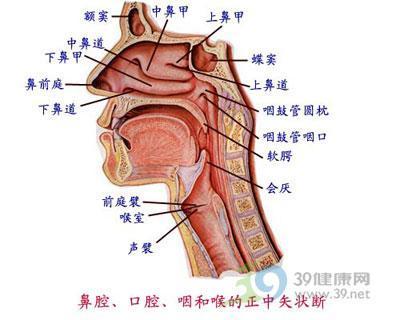鼻窦