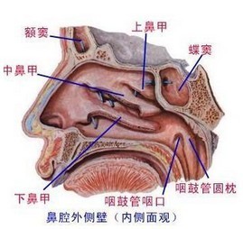 鼻腔