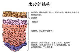 表皮