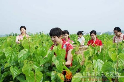 采桑