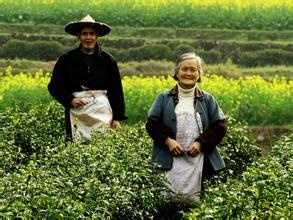 茶农