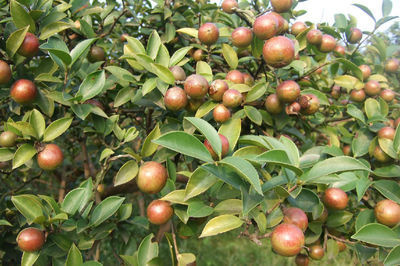 茶油