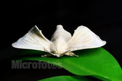 成虫