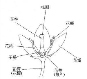 雌蕊