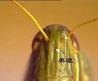 单眼