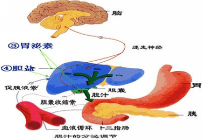 胆汁