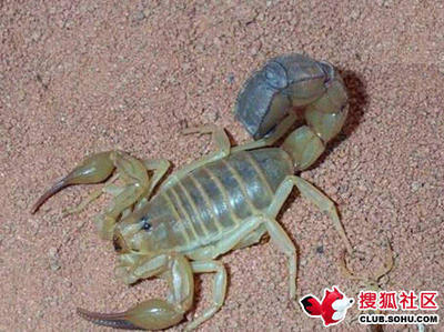 毒物